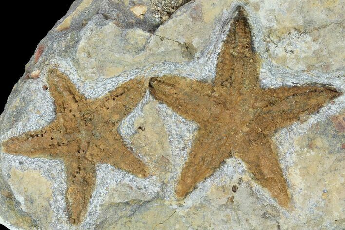 Two Ordovician Fossil Starfish (Petraster?) - Morocco #100081